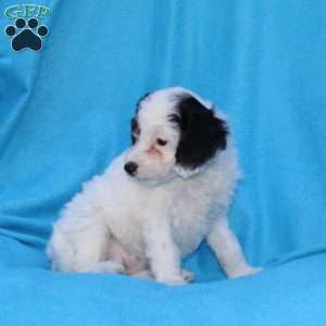 Snuggles, Cockapoo Puppy